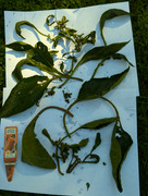 PXL_20240718_134757257