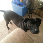 11887249_500904470072747_24166301_n