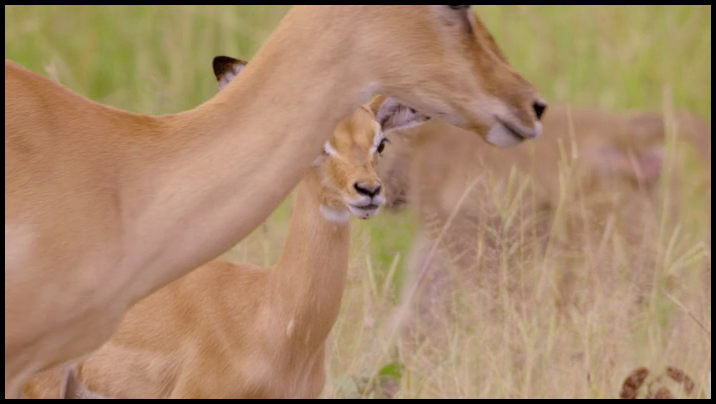 [Image: kx8v1ego63lx.png]