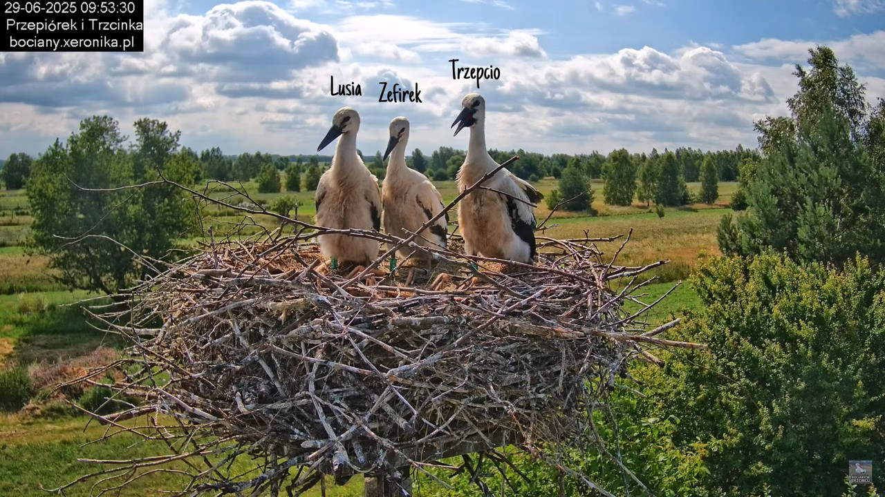 LusiaZefirekTrzepcio