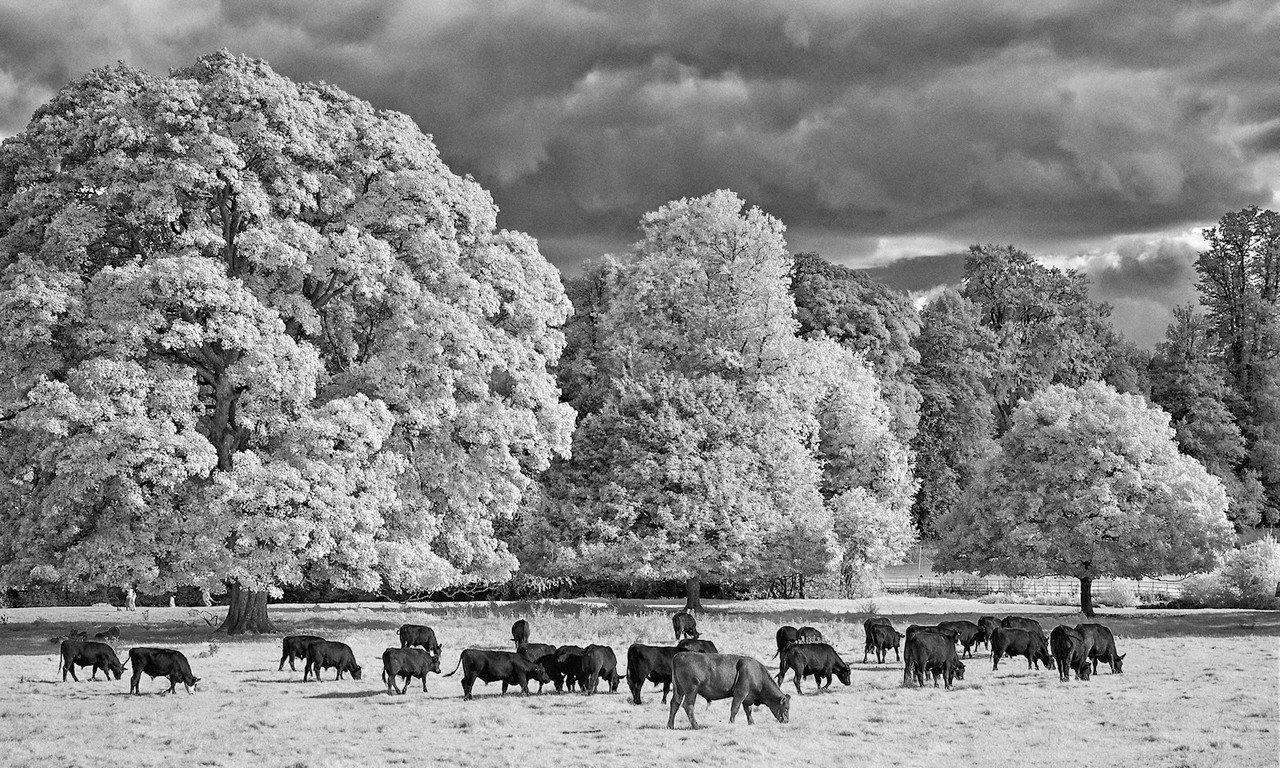 Grazing (IR)