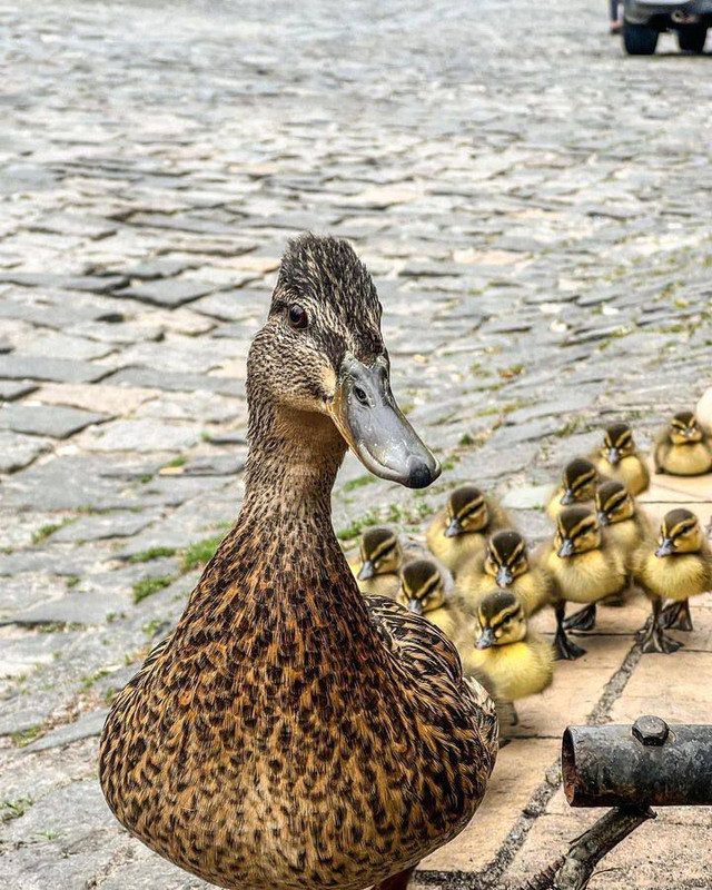 утёнок толо игрушка. три утки. утка шагает. утки lilalu. утки москвы.