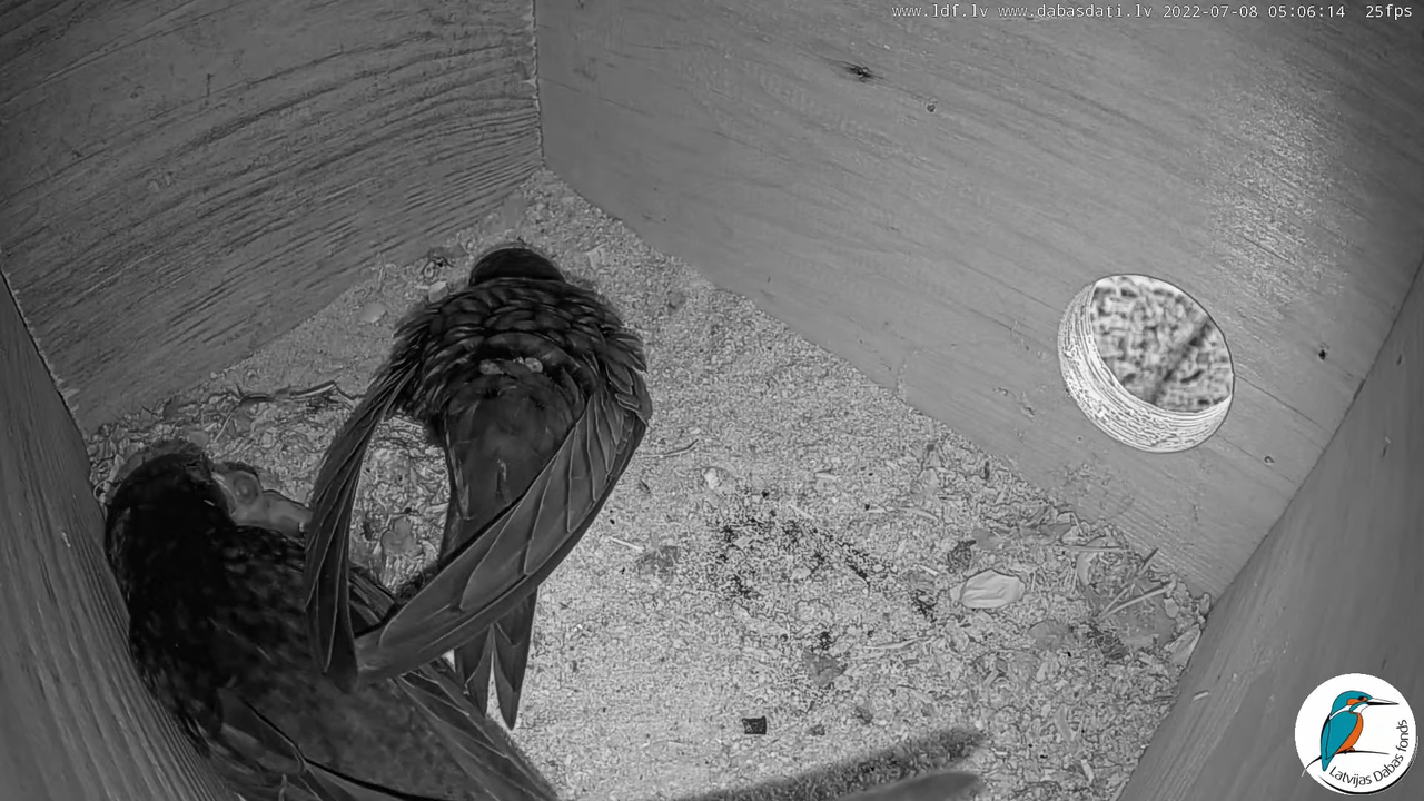 Svīre (Apus apus) Cēsu pils - LDF tiešraide _ Būris 6-26-24 screenshot