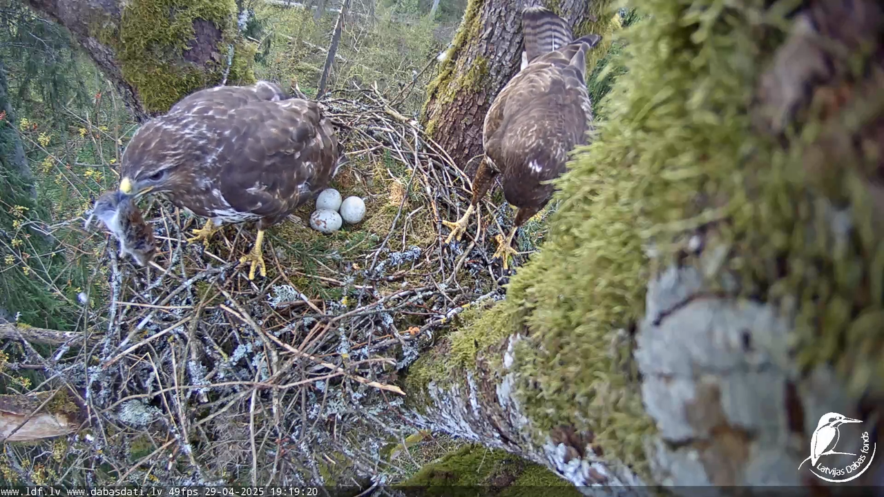 Melnās klijas (Milvus migrans) Kurzemē_ peļu klijāni (Buteo buteo) 14-39-15 screenshot