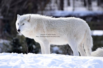 gift-of-a-glance-by-8twilightangel8-d60vnnt-414w.jpg