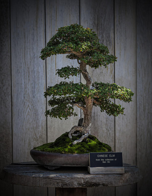 [Image: bonsai_16amm.jpg]