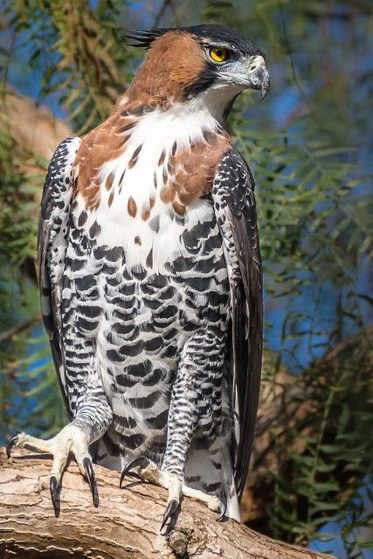 Hawk eagle. Hawk eagle
