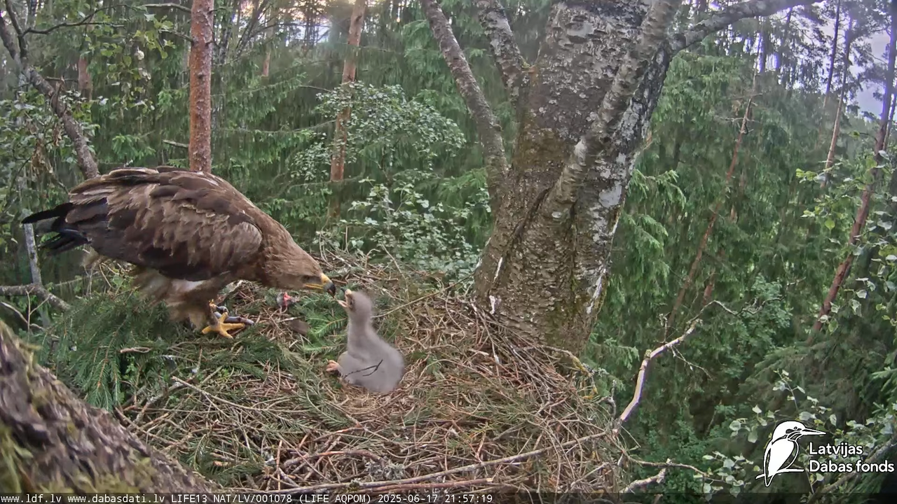 Mazais ērglis (Clanga pomarina), ligzda bērzā 15-4-35 screenshot