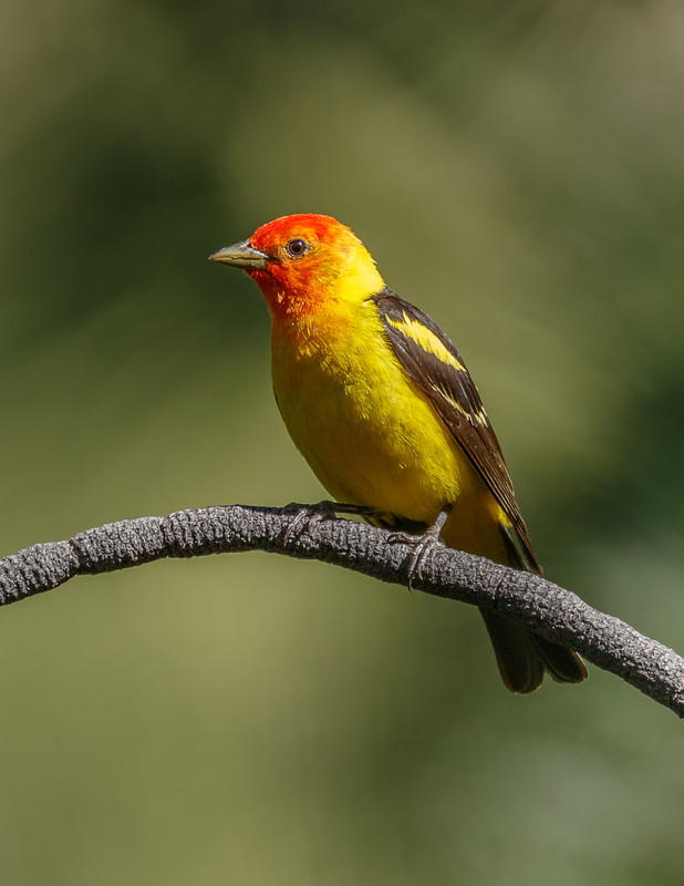 Western Tanager-25