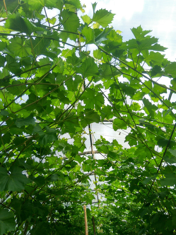 Загущенность