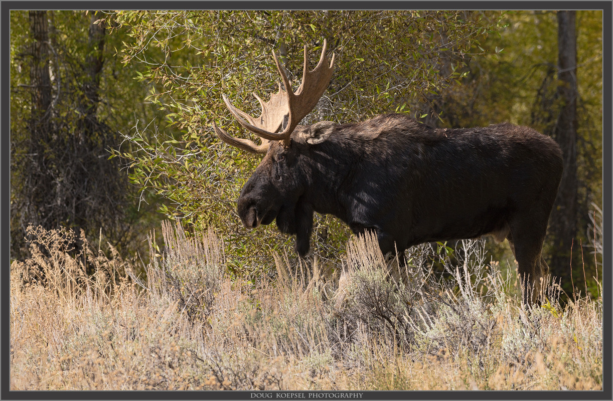 Ed1600Tetons10-2017_0651 copy