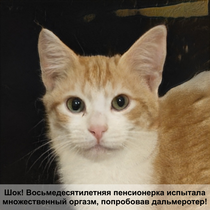 бенгальская кошка характер окрас