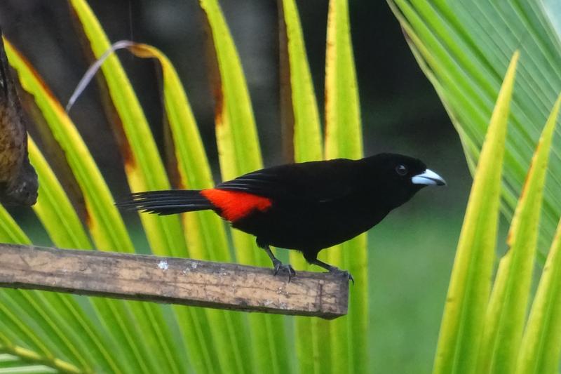 Día 15 Uvita Parque nacional Mariano ballena - 3 semanas Costa Rica en autobús 2018 Oct (2)