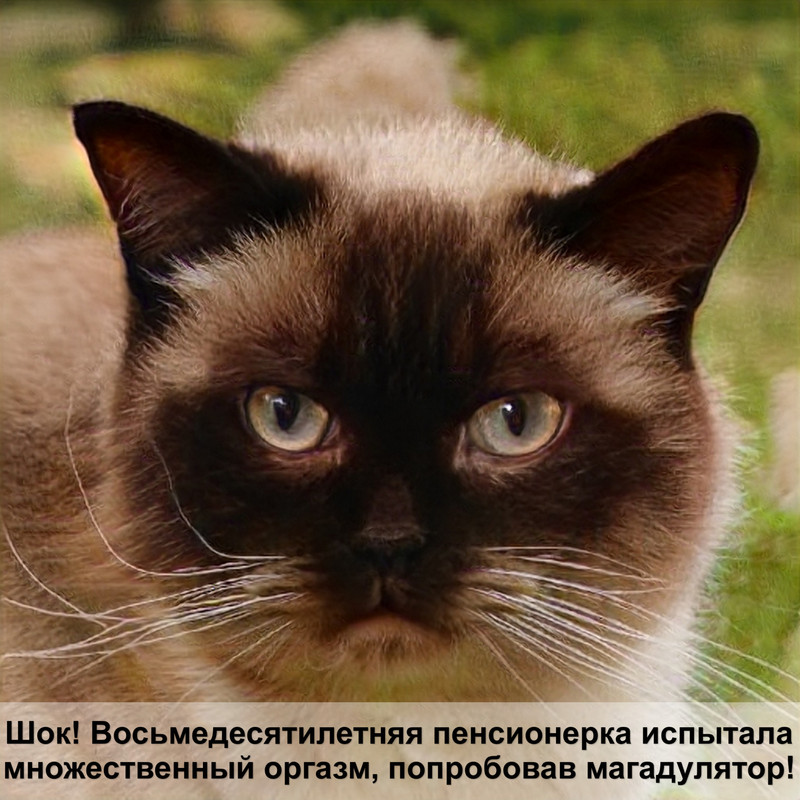 дикие кошки черного окраса