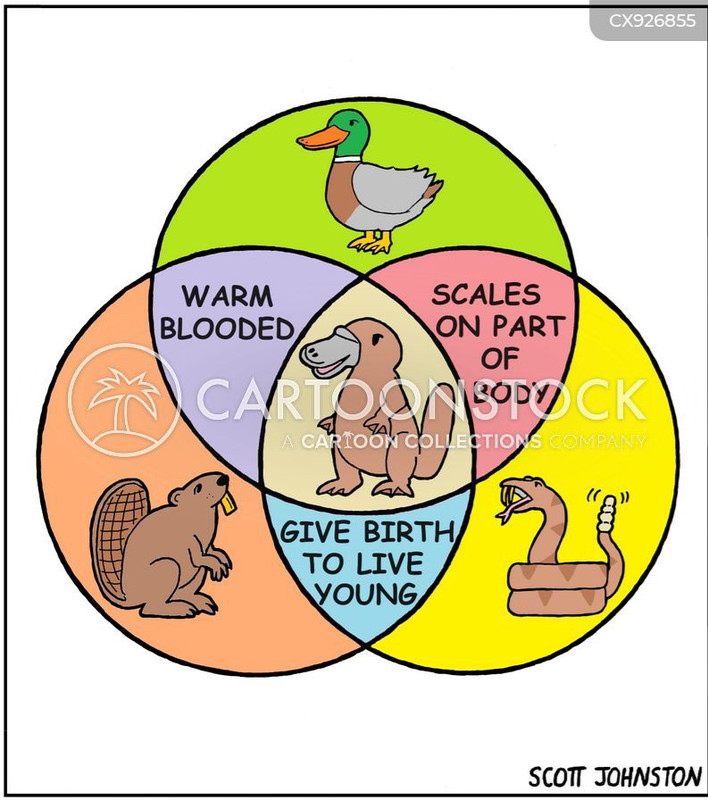 animals-duck-beaver-scales-live-birth-animals-CX926855-low.jpg