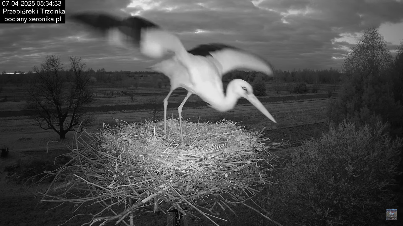 07042025bocian (11)