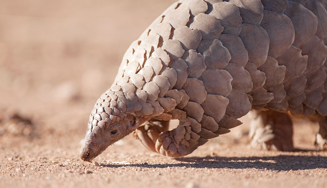 Know An Animal Is Endangered