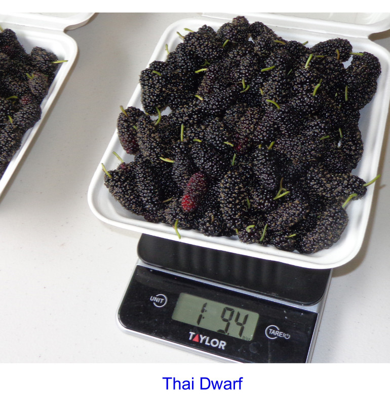 Thai_Dwarf-fruits4(4-12-21)