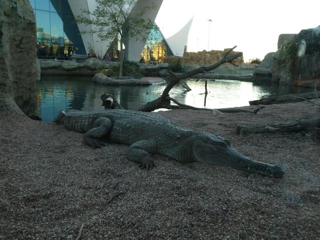 VALENCIA en un fin de semana - Blogs de España - Sábado 30/12: Llegada a Valencia y visita al Oceanogràfic (16)