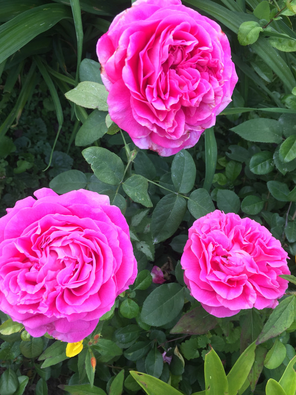 957EC078-8D60-4C1B-945B-23D5D82AE819