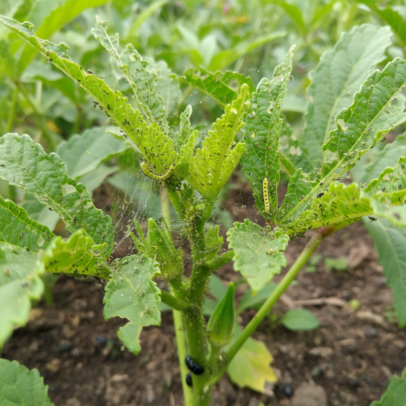 Pest and disease control for okra plants using neem and safe organic methods