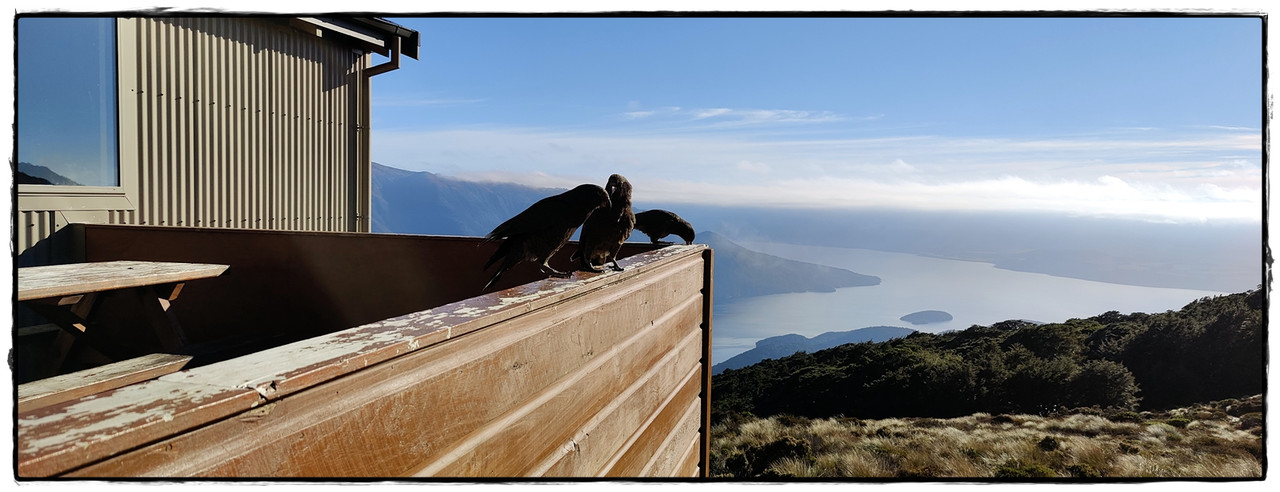 Fiordland NP: Kepler Track (febrero 2022) - Escapadas y rutas por la Nueva Zelanda menos conocida (4)