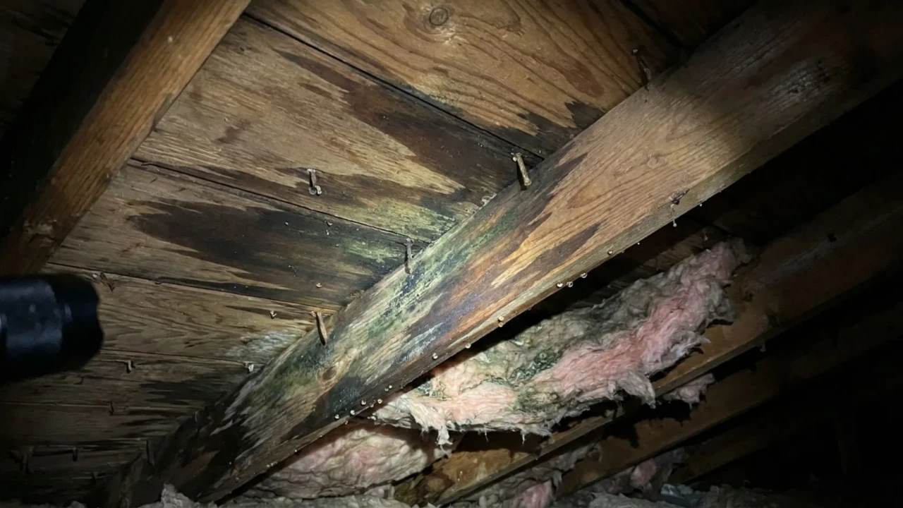 Dark water stains and early mold growth on attic rafters and insulation caused by an undetected roof leak after rain