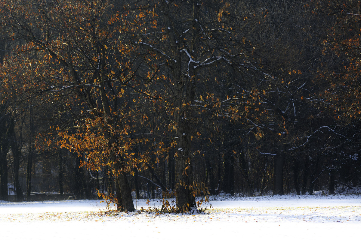 gerastrau_08янв2019_0043