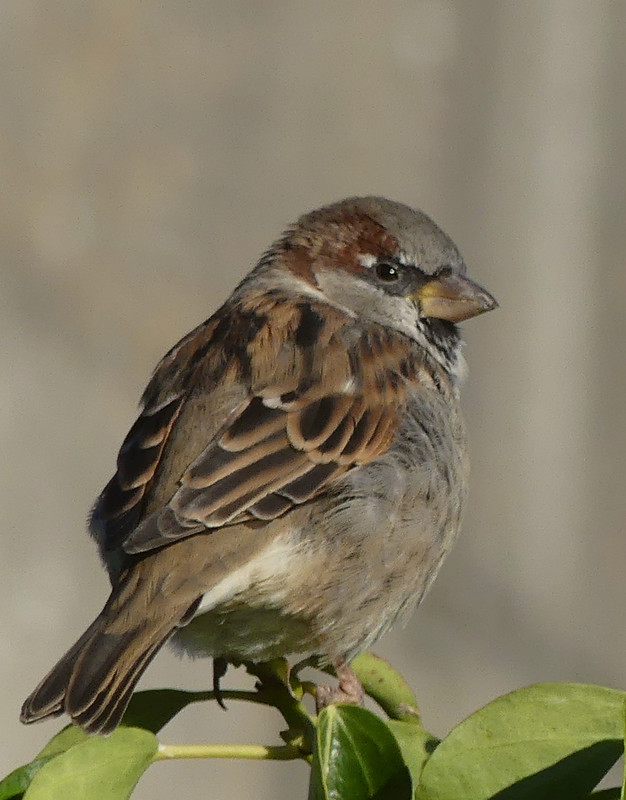 SPARROW 17 190924