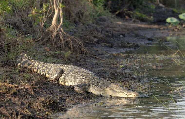 Crocodile 5
