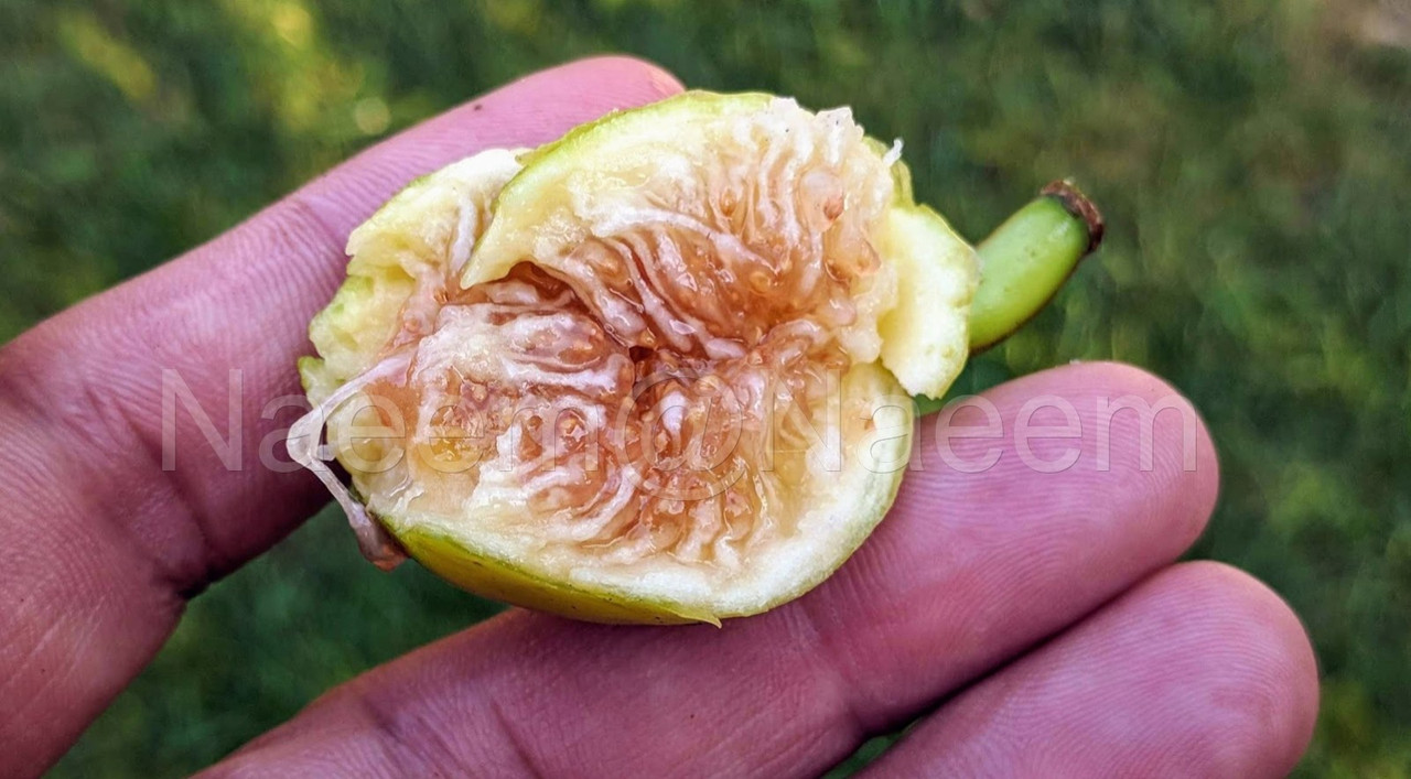 Mel do Algarve 10-01-2019  3