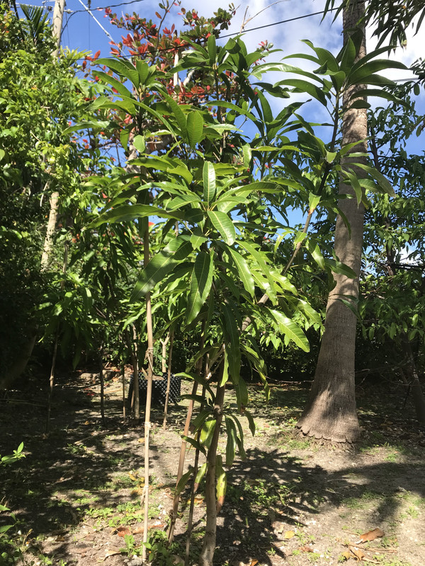 KesarMango22018