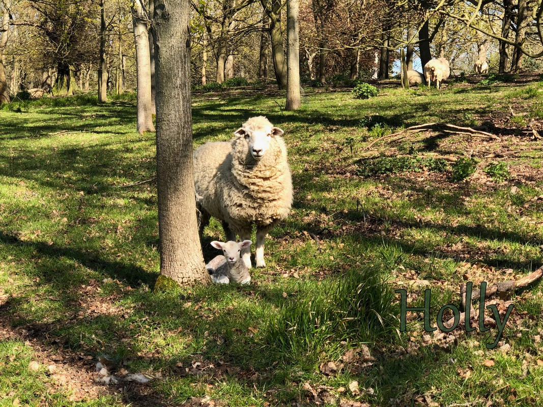 sheep-lamb-my-birthday-2021-holly.jpg