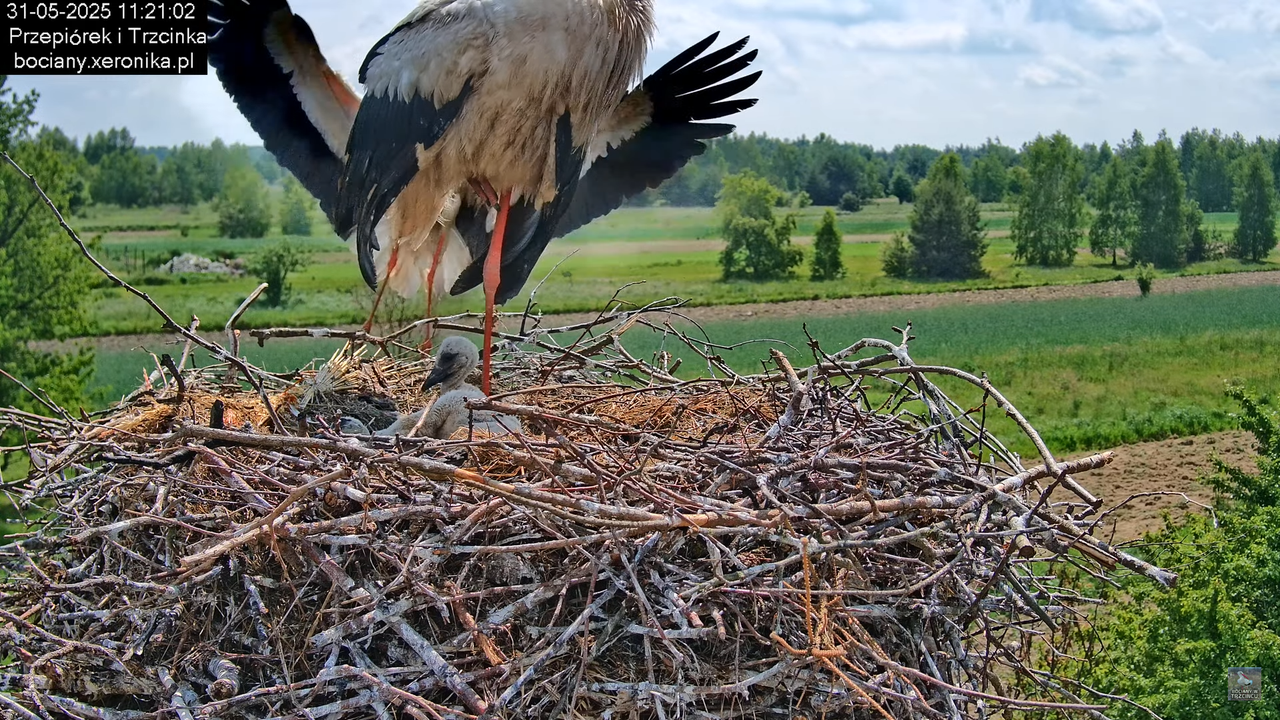 31052025bociany11