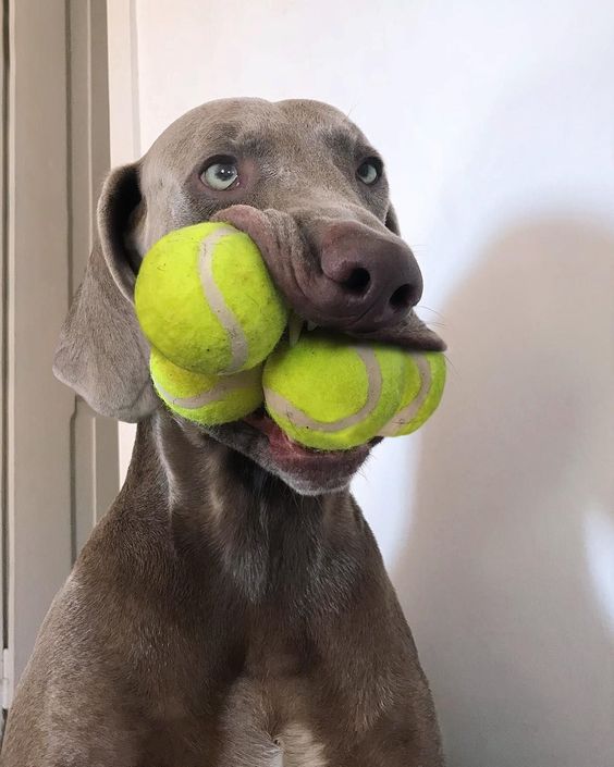 Dog Humor #3