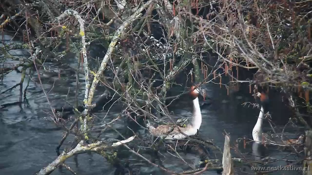 snapshot 2026 03 28T190654 034