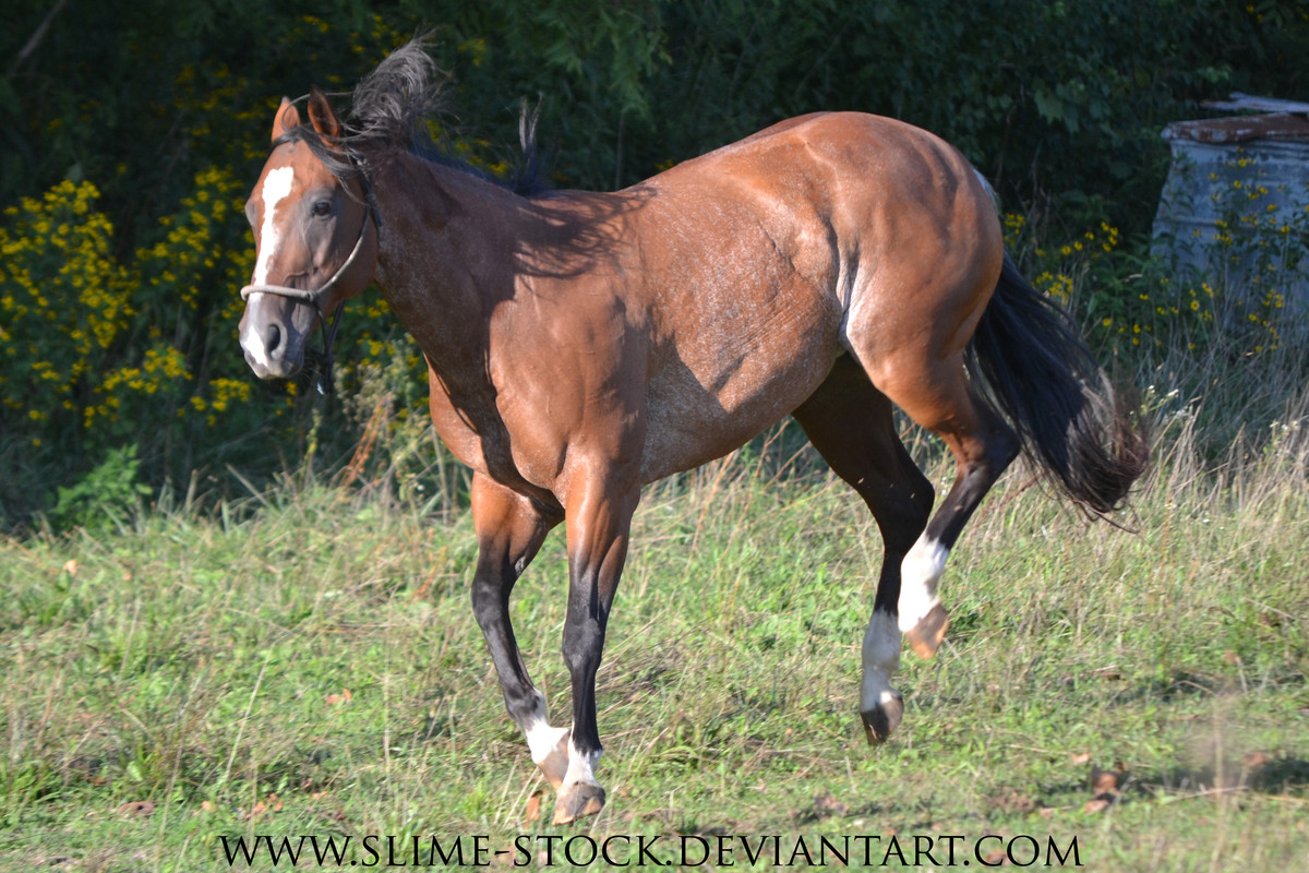 nov-2015-apha-bay-rabicano-mare-bucking-by-slime-stock-d5bo4mt.jpg