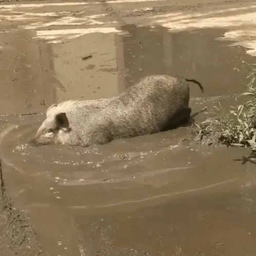 pig-taking-bath-in-mud-0vw3y352rjbpl0bj.webp