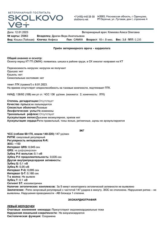 __ SVH - Полное кардио - Кошка Анфиса - #2596348371F8B8BD542D89712A3D182448261