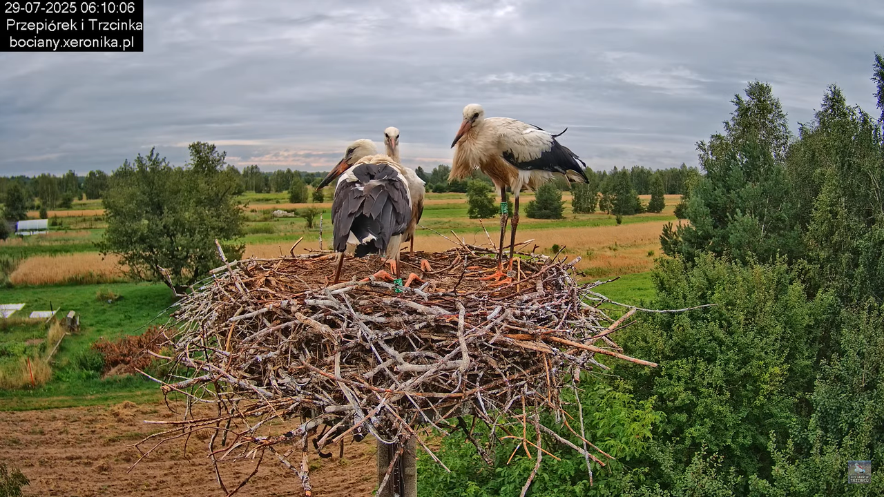 29072025bociany4