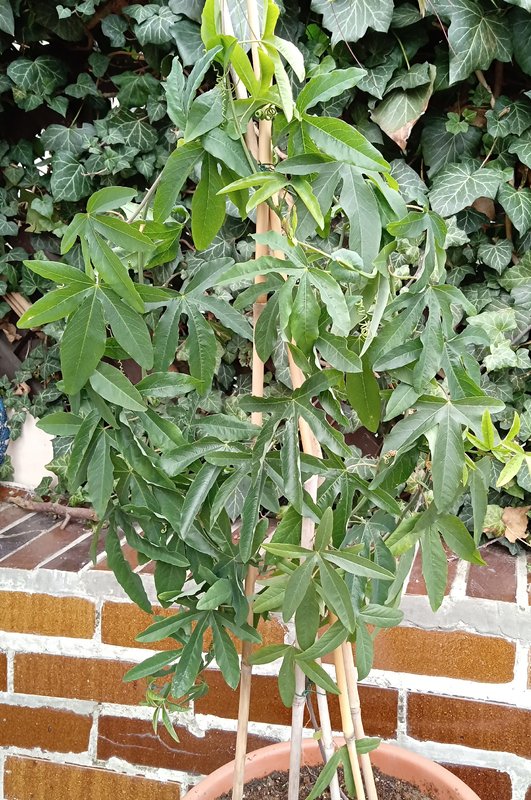 IMG_20250413_100132493