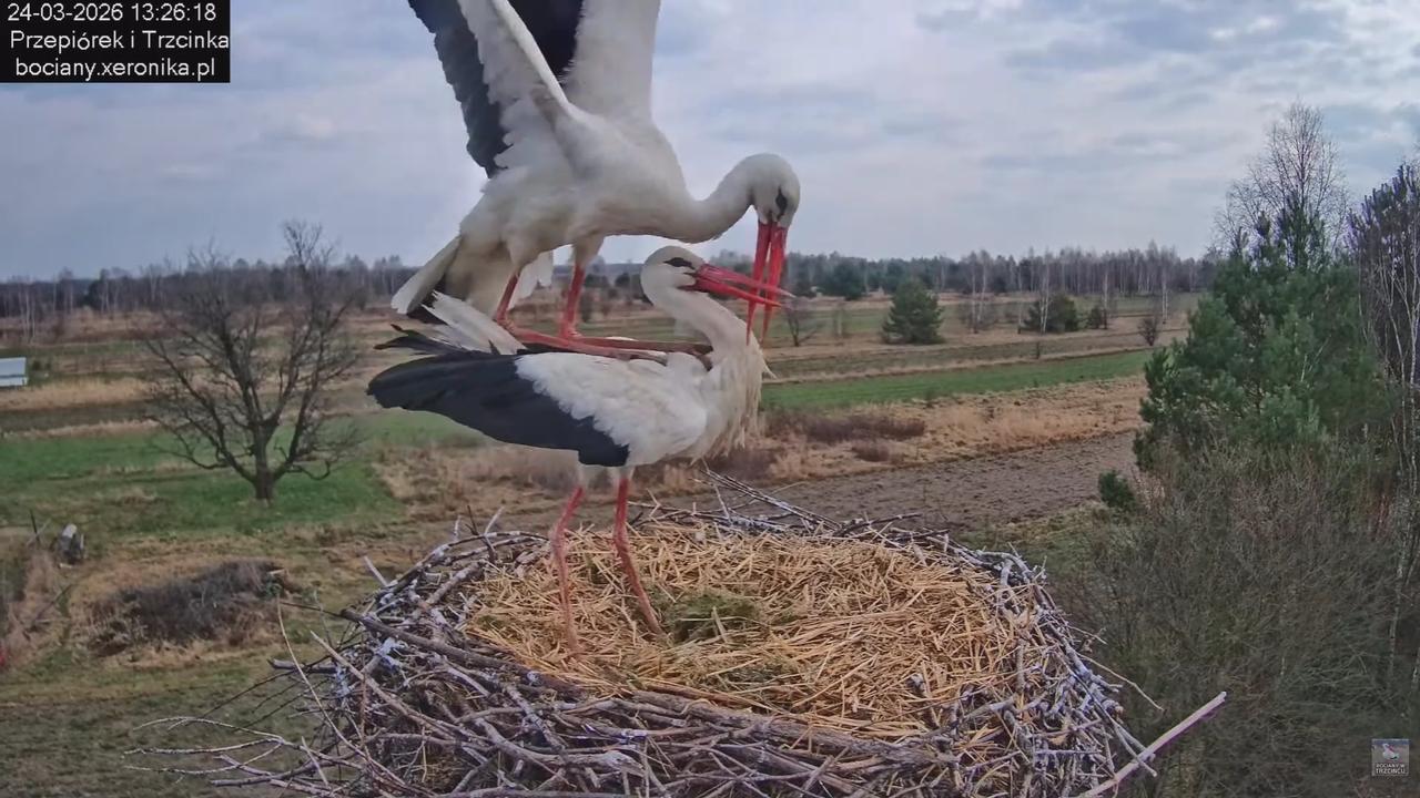 24032026bociany 24