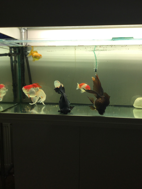 EBC8E3FE-7001-4009-ABCD-ECF6E12E925C