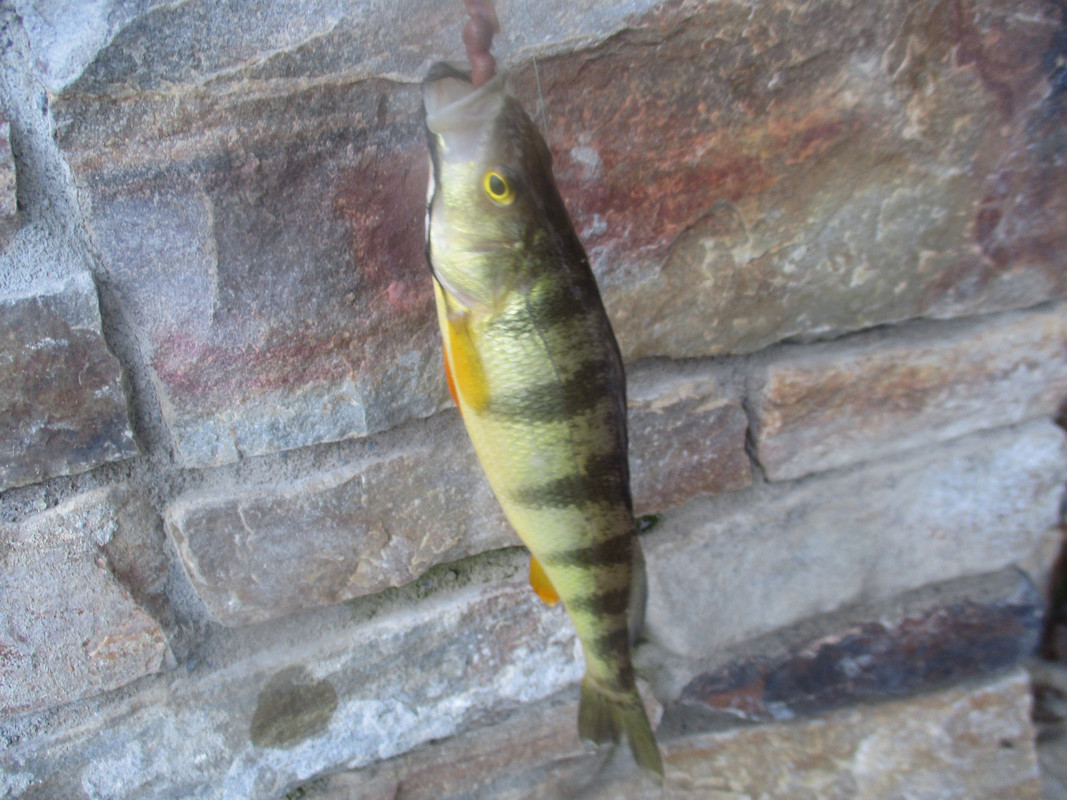 garys camp perch 001