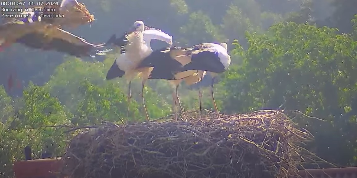 trzcinieckiesianokosy