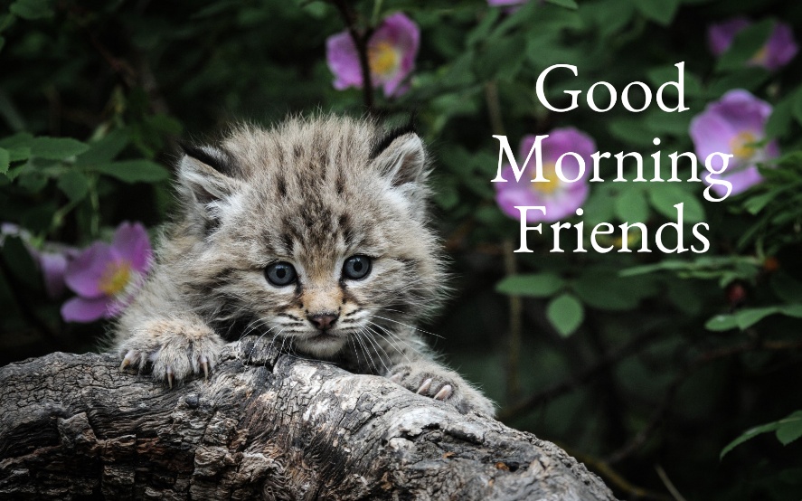 kitten-white-fluffy-baby-face-tree-67278-2560x1600.jpg