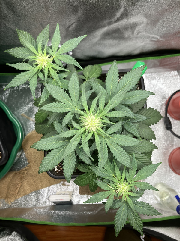 20353227-B6F7-439D-9D56-1C5E14D87FDA