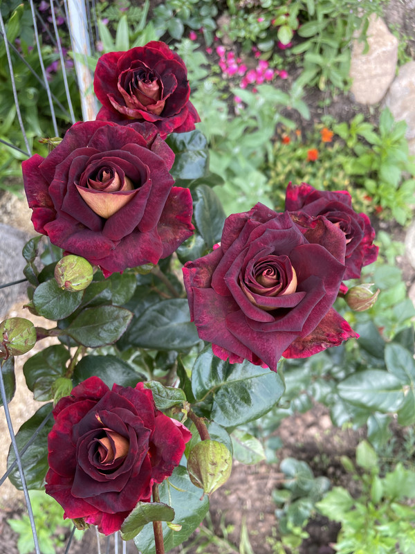 https://i.postimg.cc/h4Txx8P8/IMG-5777.jpg