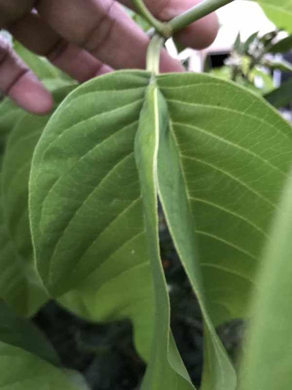 8120E178-F79D-46C9-BC84-0D5864405BAF