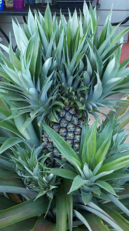 2013-07-14_19-32-01_976